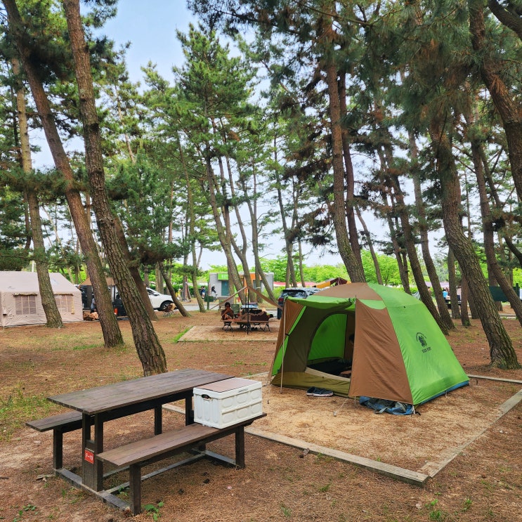  몽산포야영장 사이트 배치도 예약방법 F구역 F-19 캠핑 후기 태안해안국립공원 자동차야영장 서해 오토캠핑장 추천