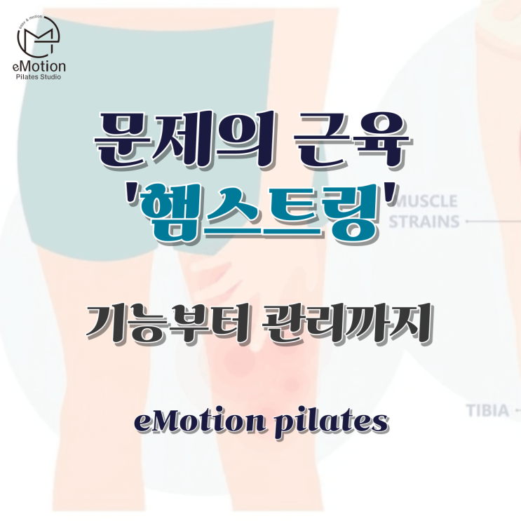  햄스트링, 얼마나 알고 계시나요?