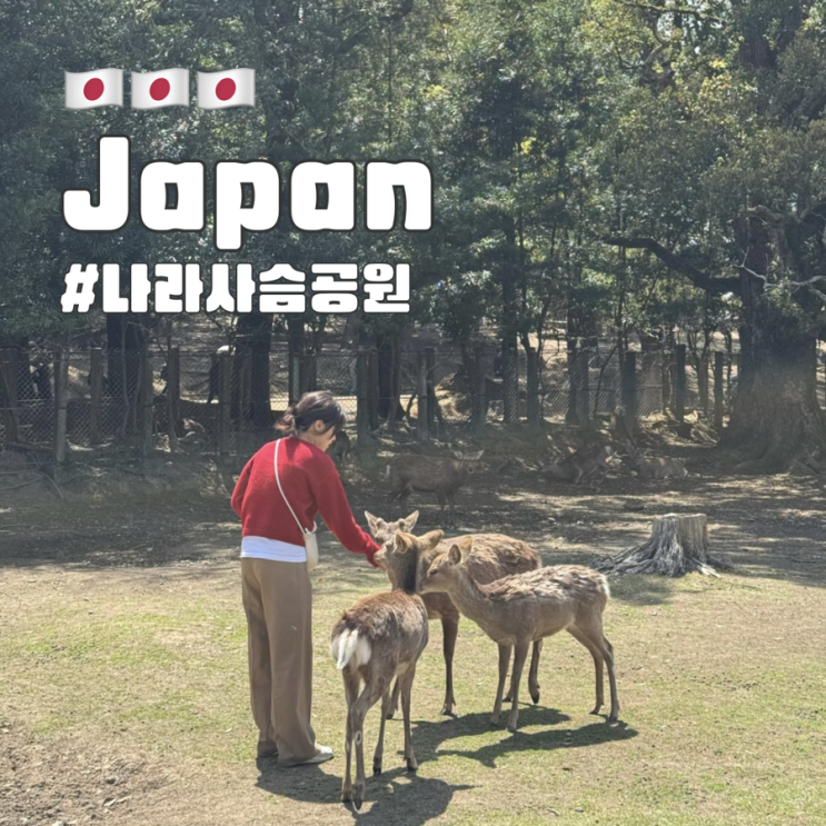  오사카 나라 사슴공원 센베 사는 꿀팁 및 주의 할 점