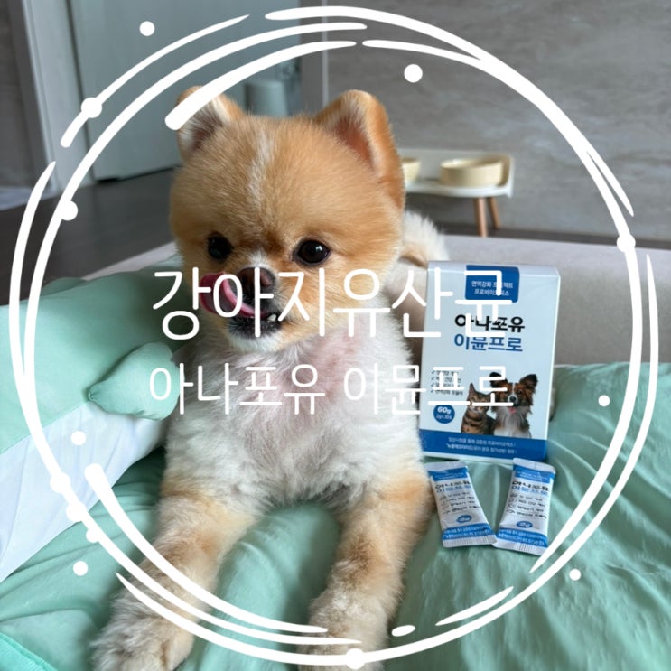  강아지 설사 아나포유 이뮨프로 유산균 추천후기