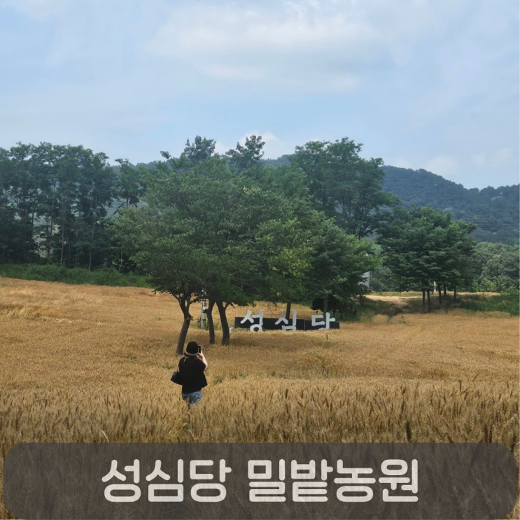  빵에 진심인 성심당, 대전 첫 밀밭농원 후기(6월 9일 기준)