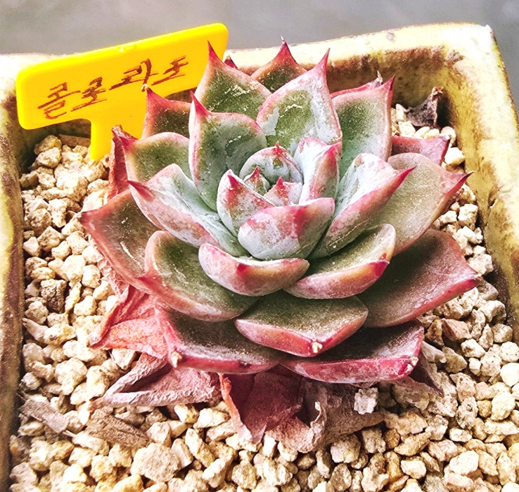  20250609 콜로라도