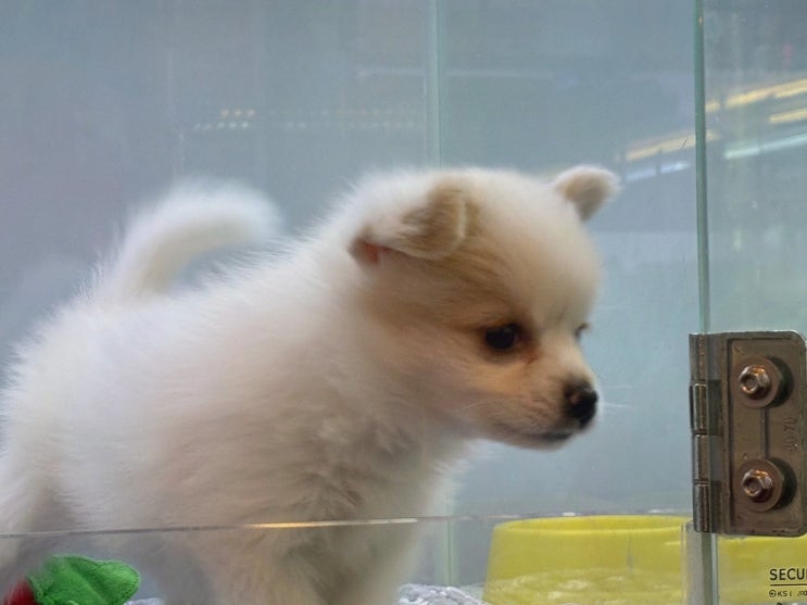  부산강아지분양의 최적지, 도그마루 강아지고양이 부산점