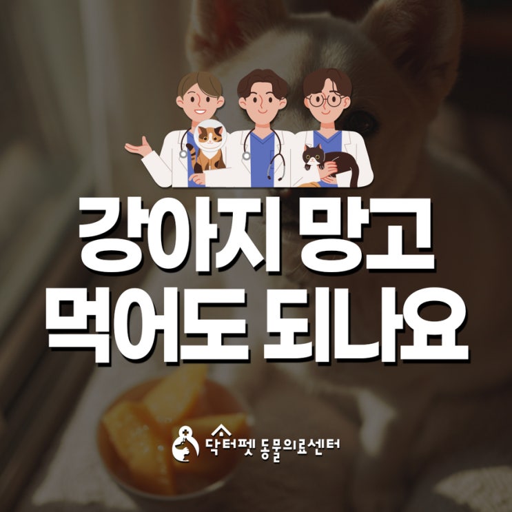  강아지 망고 먹어도 되나요 부산 부암역 24시 동물병원 닥터펫동물의료센터