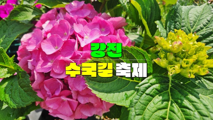 전남 수국 꽃축제 가볼만한곳 · 강진 보은산 브이랜드 2025 강진수국길축제 기본정보 가수 라인업 전남 수국 꽃축제 가볼만한곳 · 강진 보은산 브이랜드 2025 강진수국길축제 기본정보 가수 라인업
