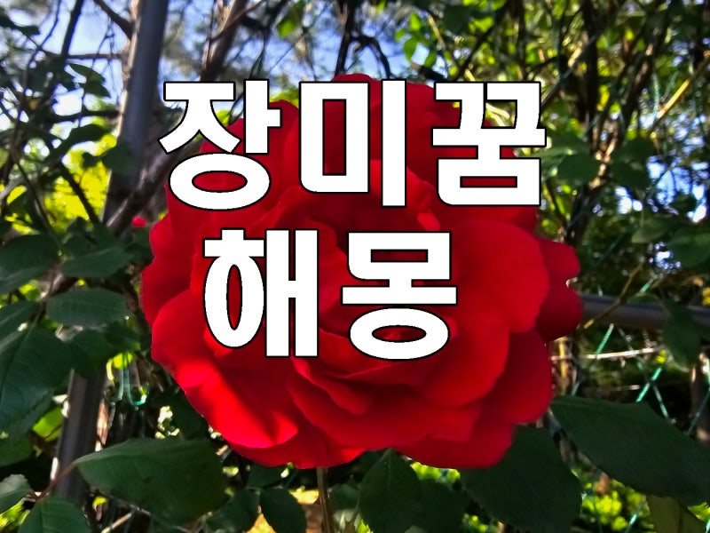 장미꿈 여러가지 장미꽃보는꿈 꿈해몽 (빨간장미,흰장미, 노란장미)