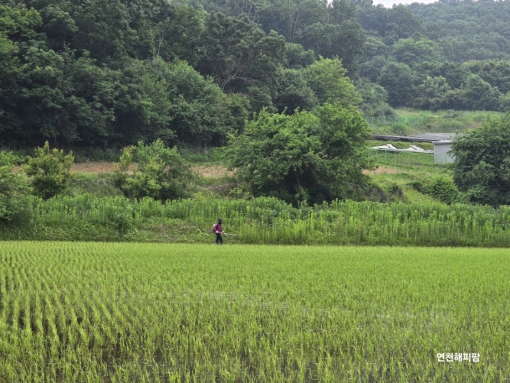  영농일지 논둑 풀깍기 콩선별 꽈리고추수확