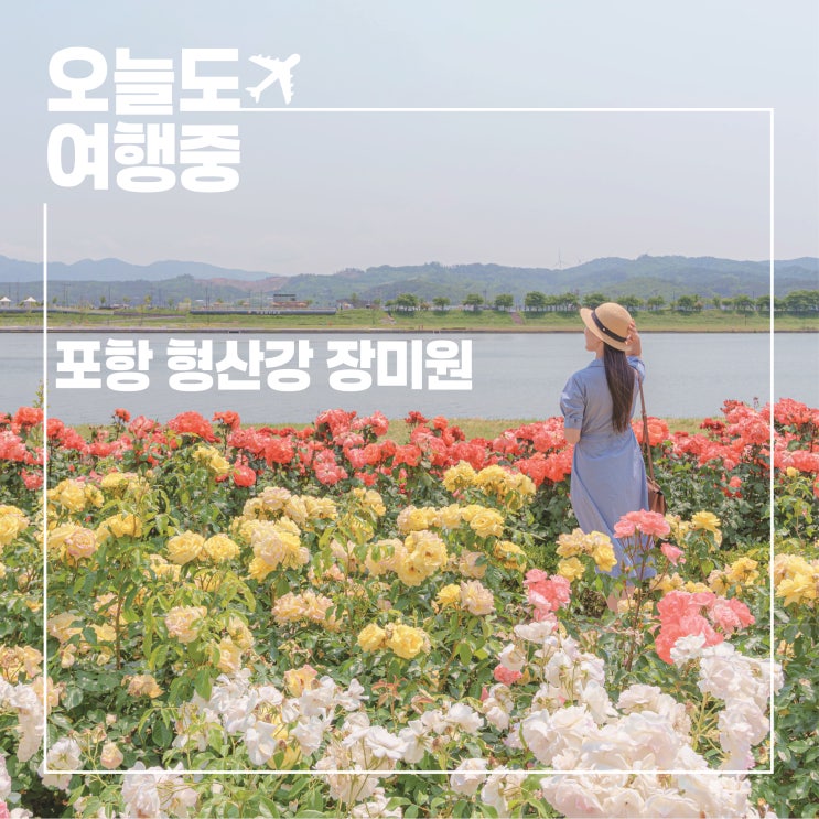  형산강 장미원 사진 예쁘게 찍는 법! 포토스팟 촬영 꿀팁 총정리