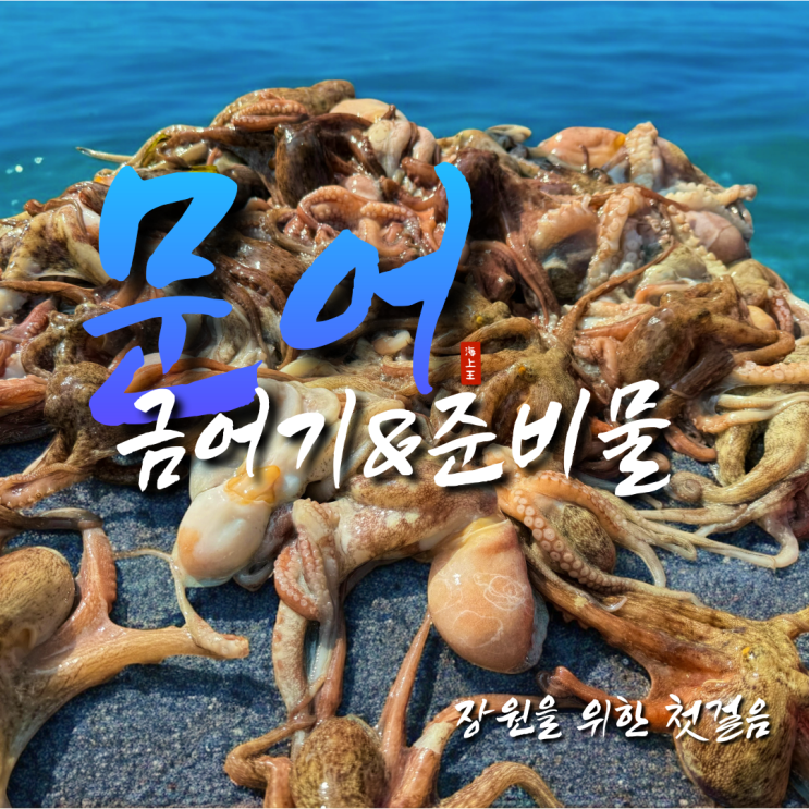  남해 서해 문어금어기 기간과 준비물 총정리