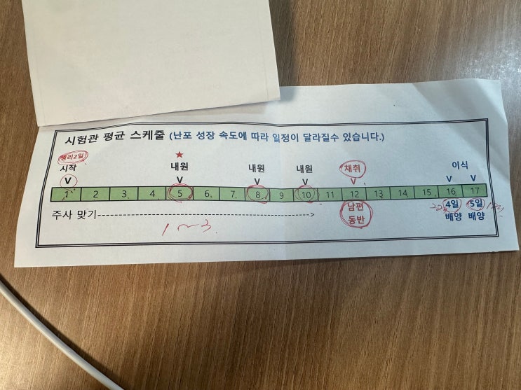  시험관 시술 스케줄 한달 과정