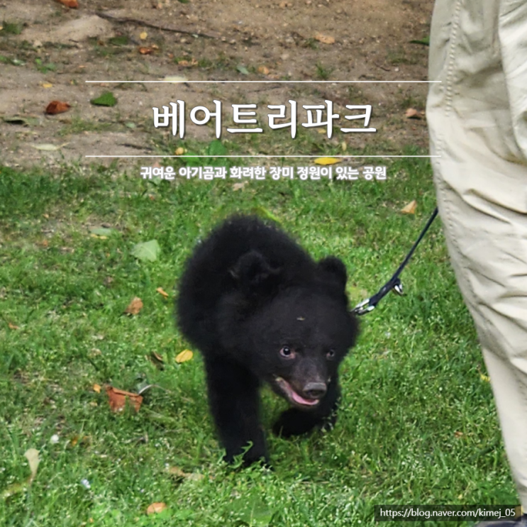  베어트리파크 아기곰 산책 장미 세종 6월 가볼만한곳 지도