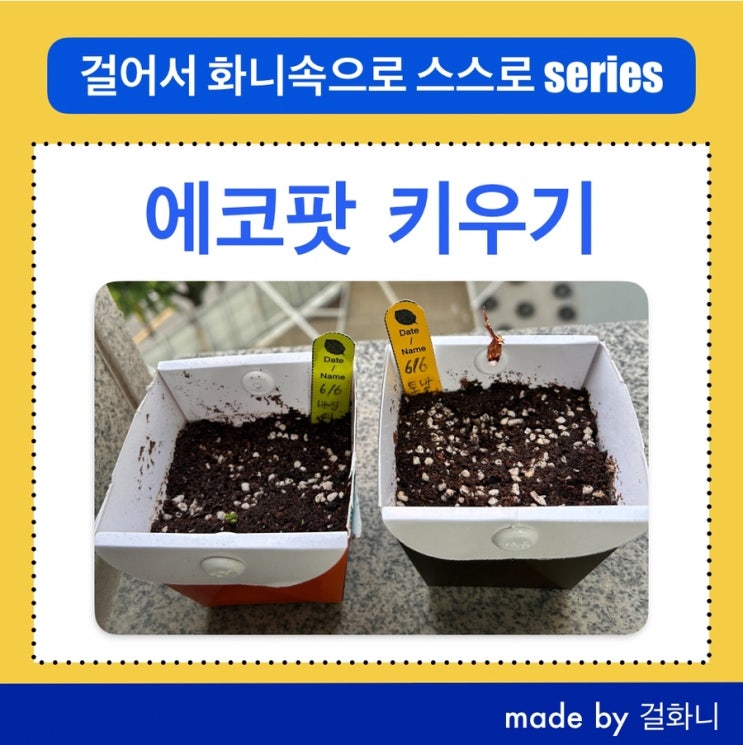  청와대 밤마실 에코팟 키우기1