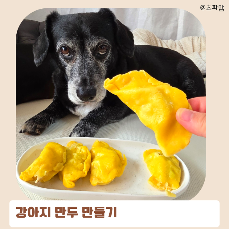  강아지 특식 만들기 만두 레시피