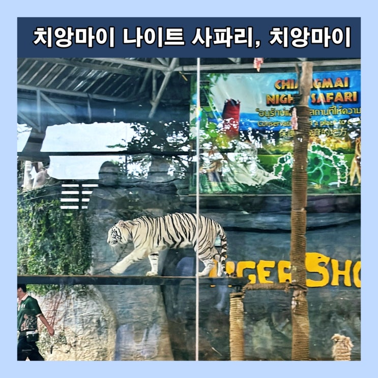  [치앙마이] 창 없는 트램타고 다양한 야생동물들을 구경할 수 있는 ‘치앙마이 나이트 사파리‘