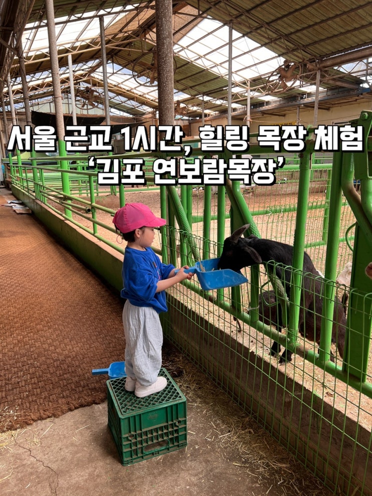 김포 연보람 목장 | 송아지 우유주기부터 피자 만들기까지 완벽한 하루 + 근처 베이커리 카페 추천