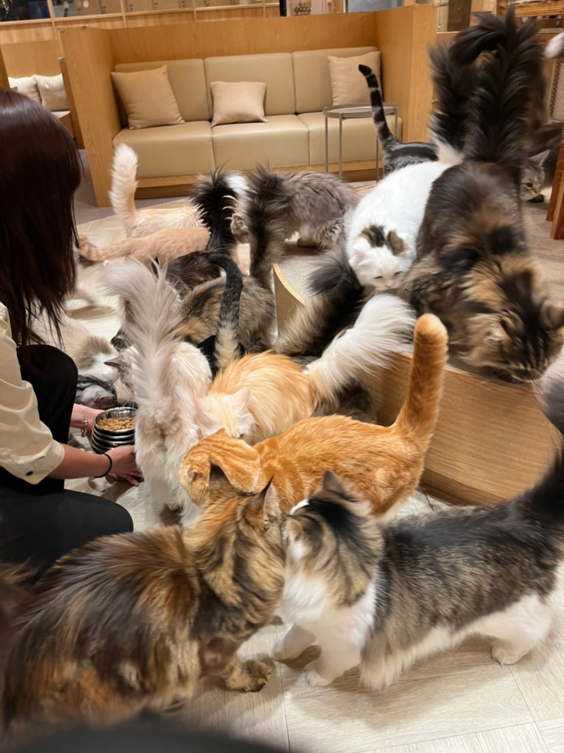 고양이 카페 모카 강남점_⬛ 고양이 좋아하세요? 그럼 여긴 무조건 가야 해요강남역고양이카....