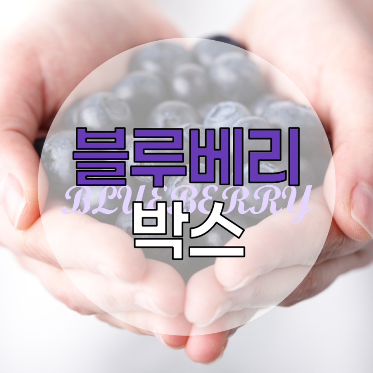  블루베리 박스 다치기 쉬운 과일도 아이스박스로!