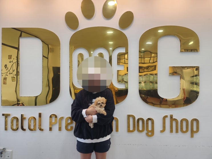  세종시 강아지분양 1위 원독 미국 진출 11년 운영의 믿음과 신뢰 , 5번째 말티푸 분양 스토리