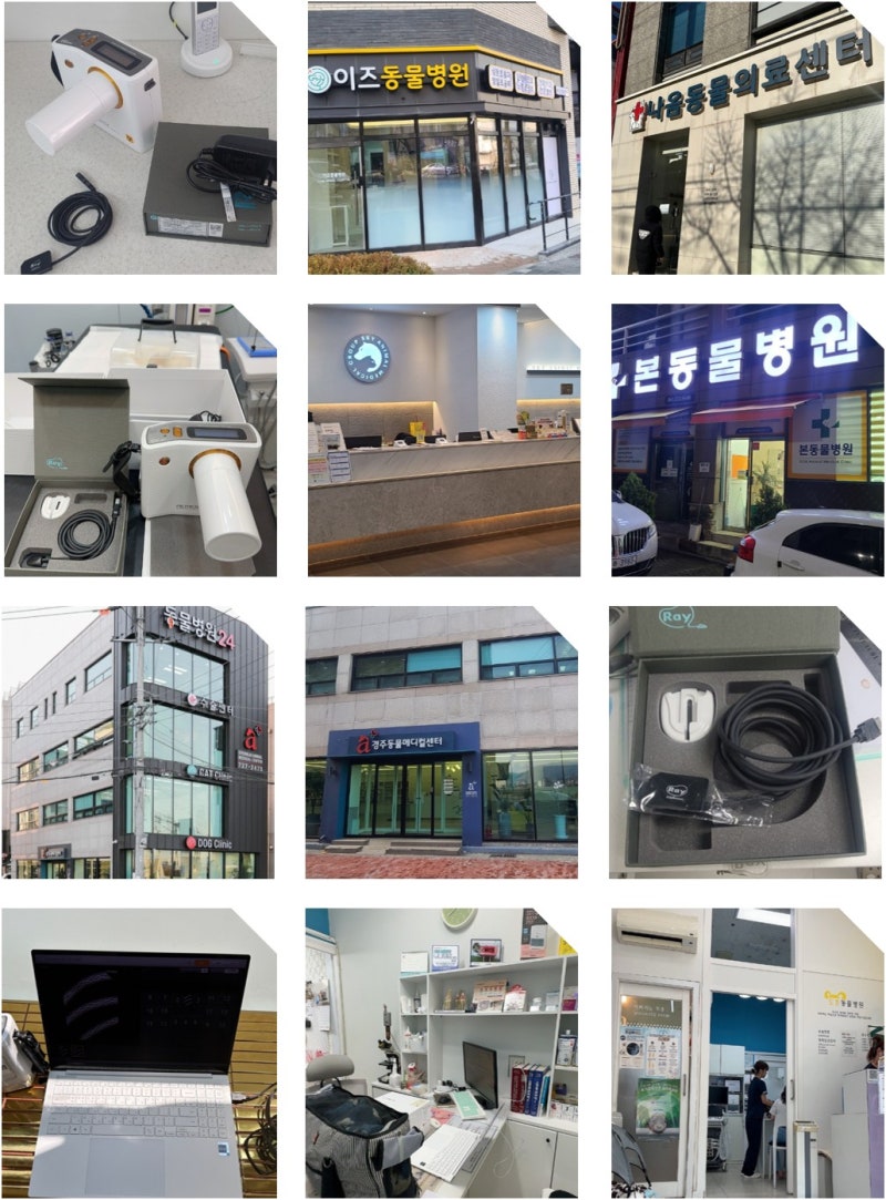 동물병원에 '치과용 엑스레이'가 필요한 이유?