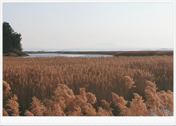  순천만습지 갈대군락지 용산전망대 풍경
