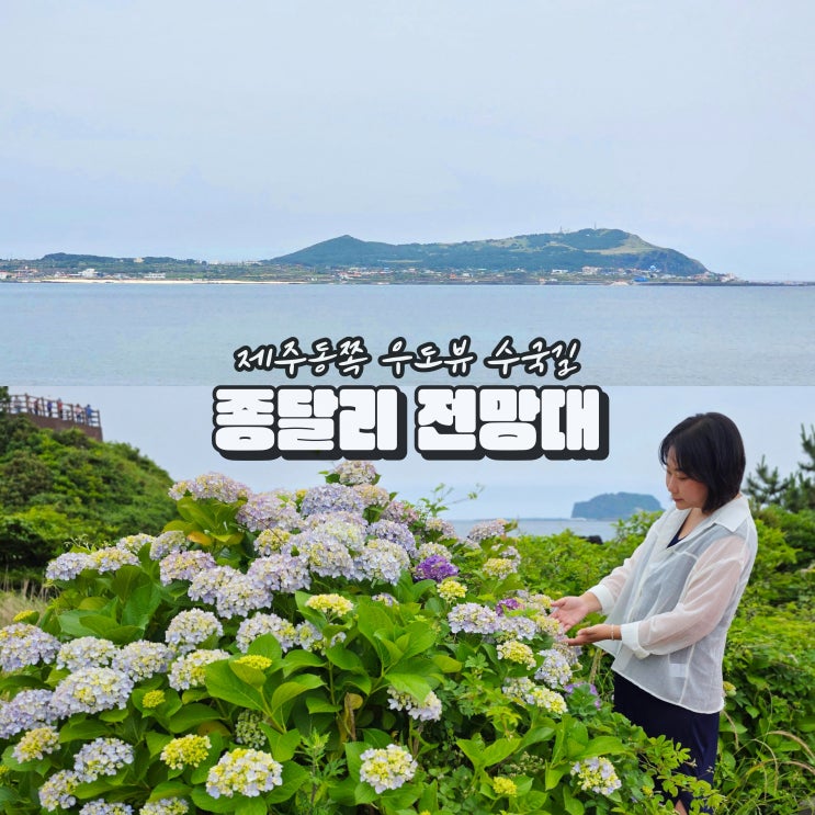  6월 제주도 수국 명소 종달리 엉불턱 우도 전망대