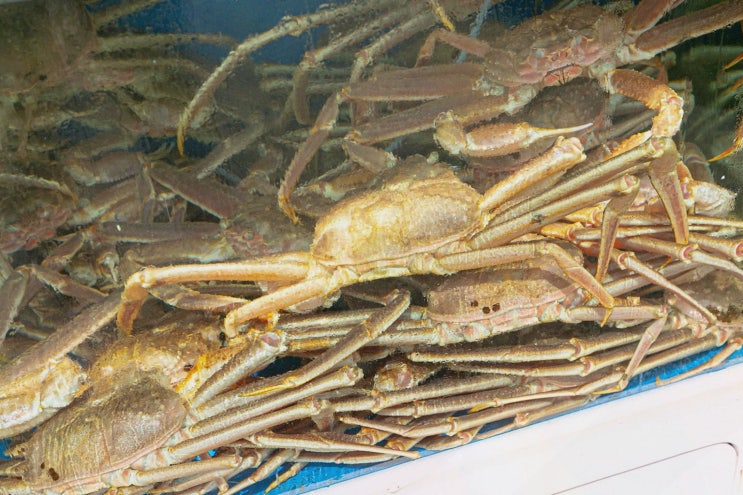  일출대게횟집, 신선한 대게를 맛볼 수 있는 강릉 사천해변 대게 맛집!