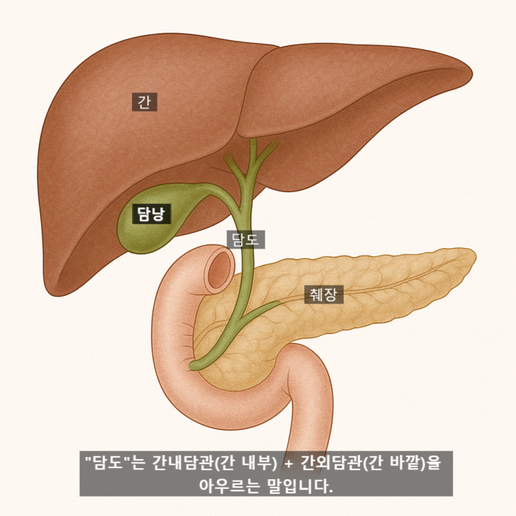  담도암이란? 잘 알려지지 않은 이 암의 정체를 알아야 할 거 같아서요