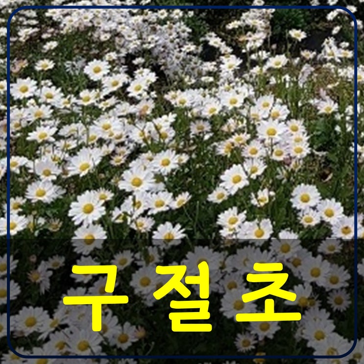  구절초의 효능 총정리 루테올린이 부인병 관절염에 좋은 이유