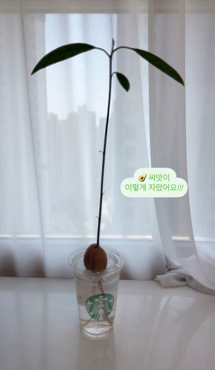  동탄 호수·산척동 영어학원, 인코 어학원 ｜과정을 믿는 교육, 아이의 뿌리를 키웁니다
