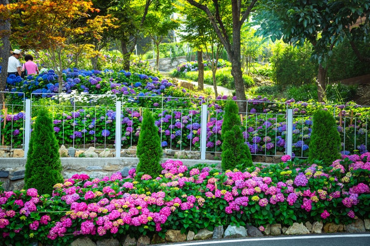  6월꽃축제 진주 월아산 수국축제 일정 및 주차장 체험 정보 총정리