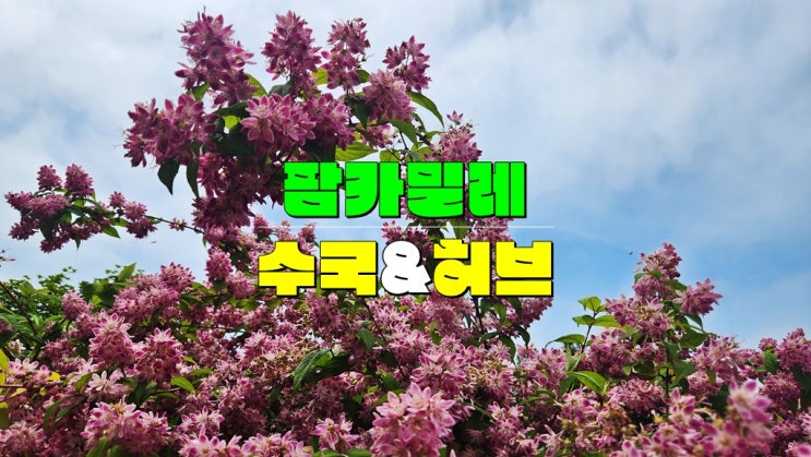충남 여행 가볼만한곳 · 태안 팜카밀레 허브농원 6월 수국축제 개화시기 VS 안면도 영목항 전망대 충남 여행 가볼만한곳 · 태안 팜카밀레 허브농원 6월 수국축제 개화시기 VS 안면도 영목항 전망대