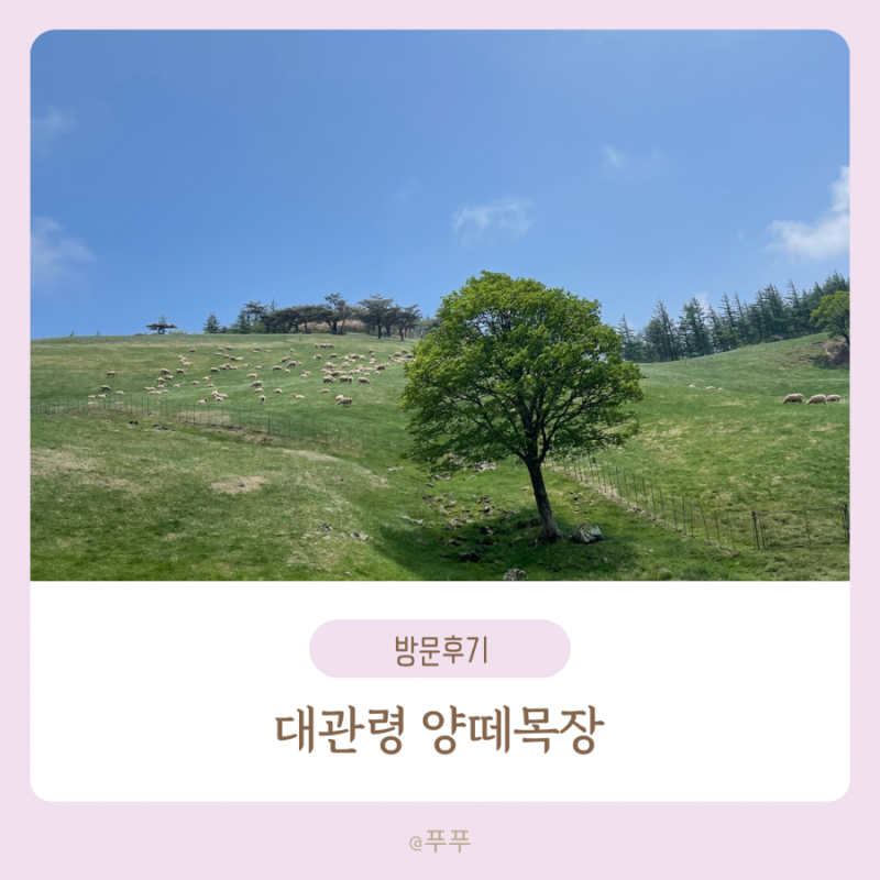 대관령 양떼목장 : 강원도 평창 아기랑 가볼만한곳, 입장권, 유모차, 시간, 주차장, 먹이주기....