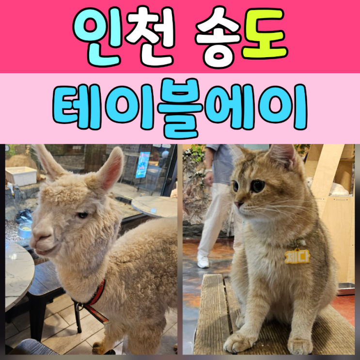  송도 테이블에이동물원 후기실내동물원 가족간의 특별한 체험, 재방문 의사 100%