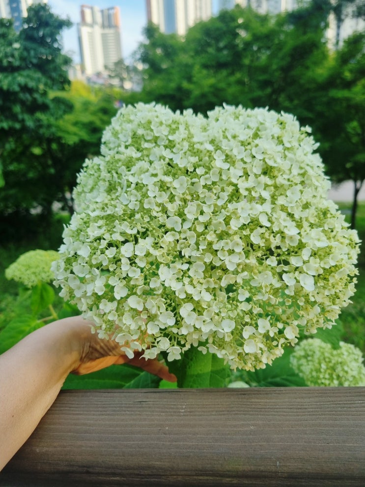  2동탄 치동천에서 만난 미국수국, 흰 눈처럼 피어난 여름 정원