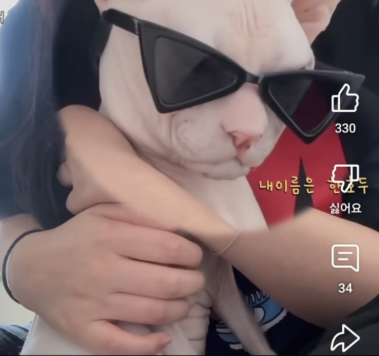 유튜버 매끈호두 이벤트 당첨 후기, 스핑크스 고양이 입덕 후기 유튜버 매끈호두 이벤트 당첨 후기, 스핑크스 고양이 입덕 후기