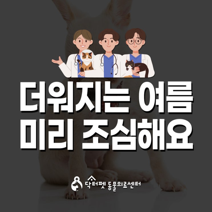  더워지는 여름 강아지 고양이 주의해야 할 점 (부산 24시 야간응급 동물병원 닥터펫동물의료센터)