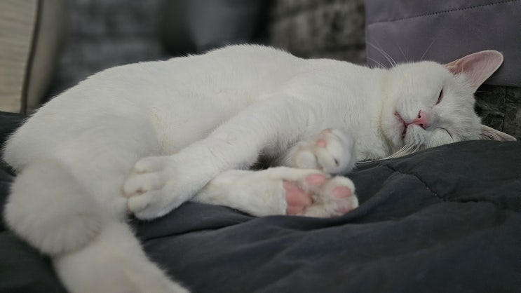  고양이 일상 : 둘이 잘 지내서 그런지 나는 더 시간도 많아지고 편해졌다 ㅋㅋ 옥수는 캣그라스를 안 먹는다..