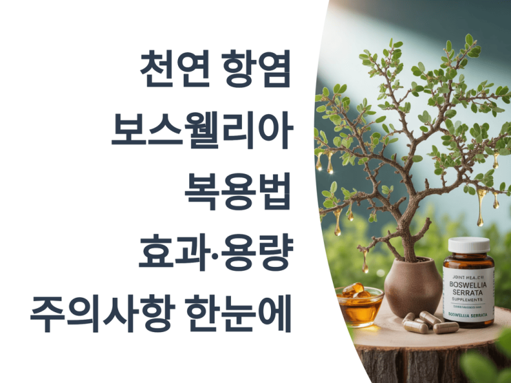  천연 항염 보스웰리아 복용법｜효과·용량·주의사항 한눈에