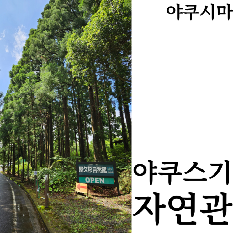 [야쿠시마여행]야쿠스기자연관 야쿠시마 비올때 갈만한 곳 영업시간 입장료 후기