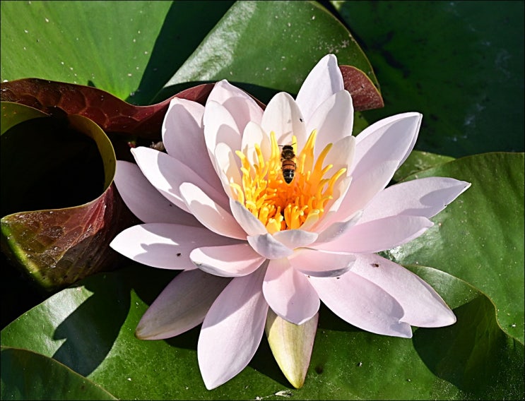  계절과 시간에 따라 변화하는...광릉숲길(봉선사 주차, 봉선사 연꽃, 국립수목원, 육림호 카페)