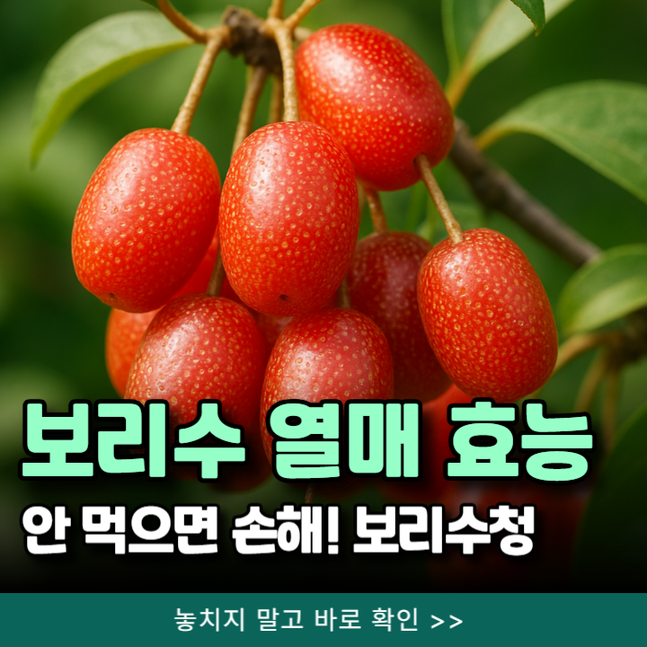  보리수 열매 효능 및 먹는법, 보리수청 안 먹으면 손해