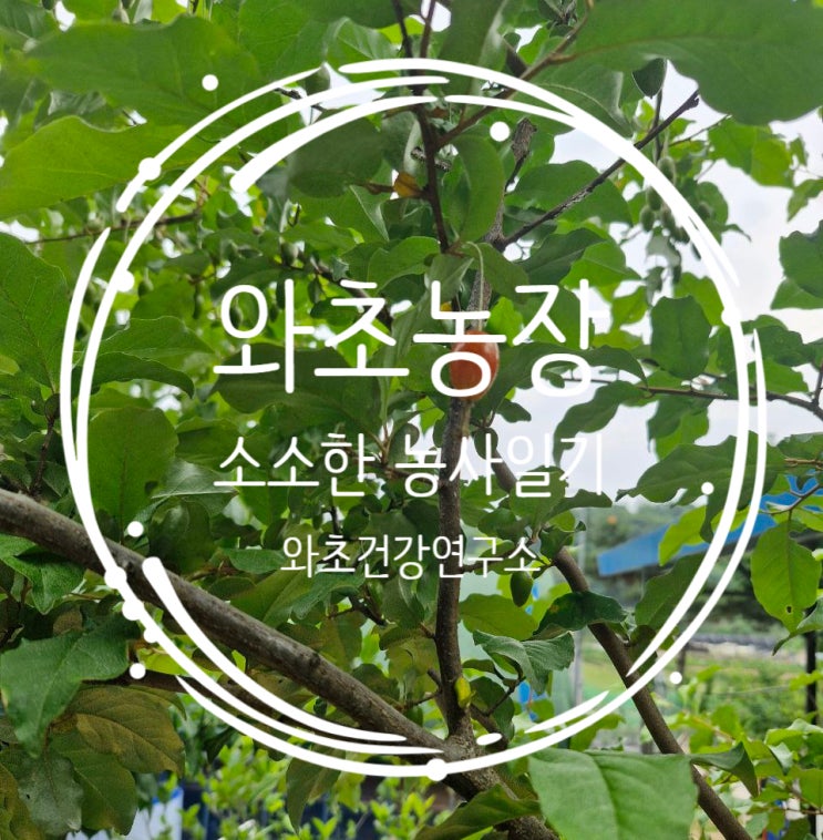  와초 농장 농사일기, 열매 맺고 꽃 피는 초여름의 농장