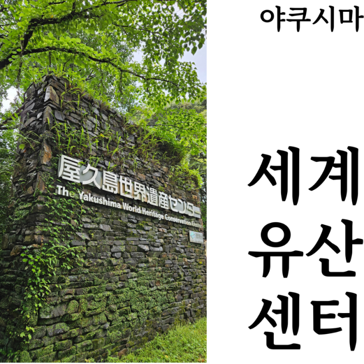  [야쿠시마여행]우천시 가볼만한곳 비올때 야쿠시마세계유산센터 영업시간 위치 후기 꿀팁