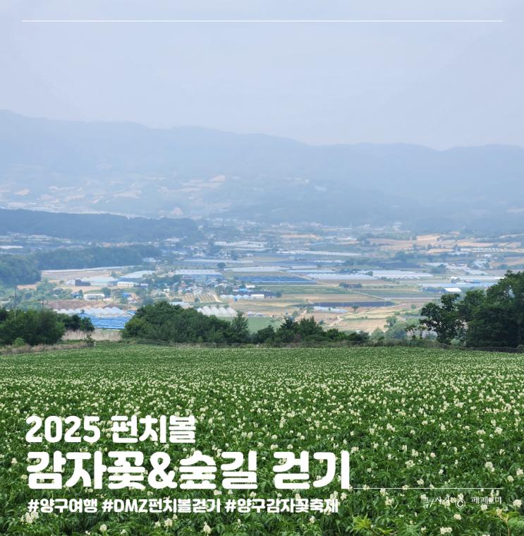 강원도 양구 가볼만한곳 DMZ펀치볼둘레길 펀치볼 감자꽃&숲길 걷기