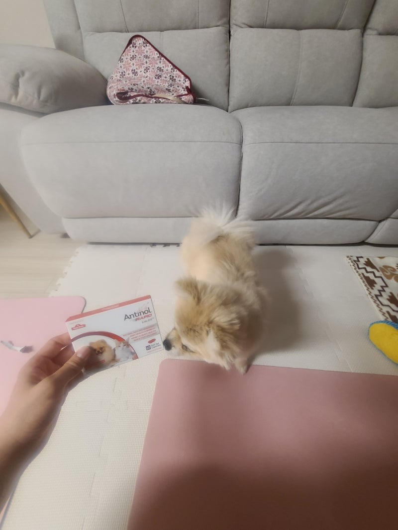 [강아지 관절영양제 안티놀 래피드] 강아지 고양이 슬개골 고민, 이 영양제로 해결했어요! 안....
