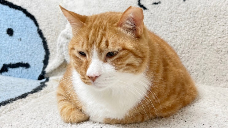 고양이 방귀 뀌나요? 소리와 냄새 원인