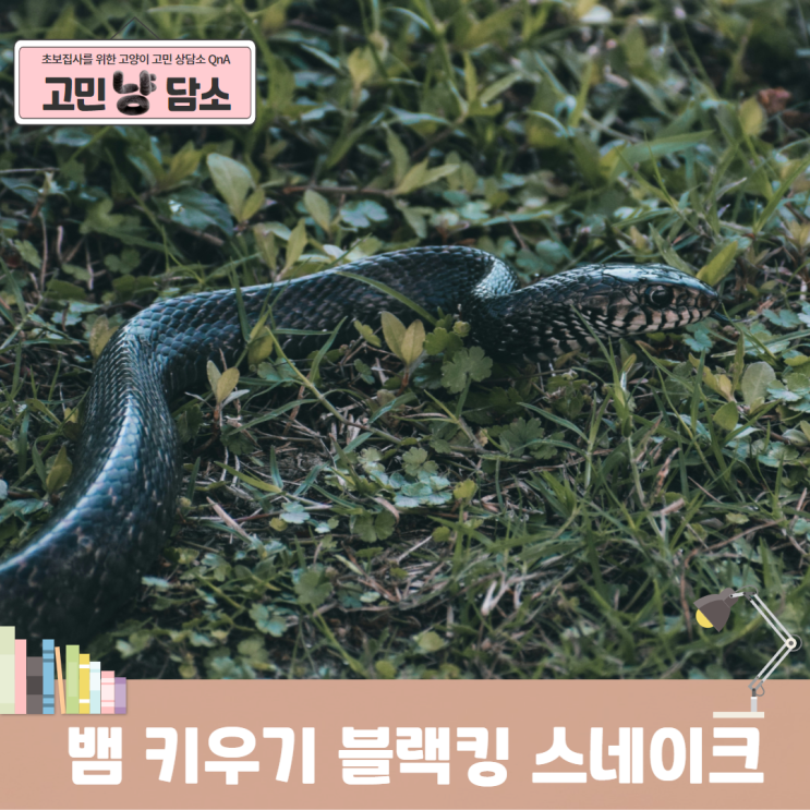 키우기 쉬운 애완동물 볼파이톤 <b>블랙킹 스네이크</b> 뱀 키우기