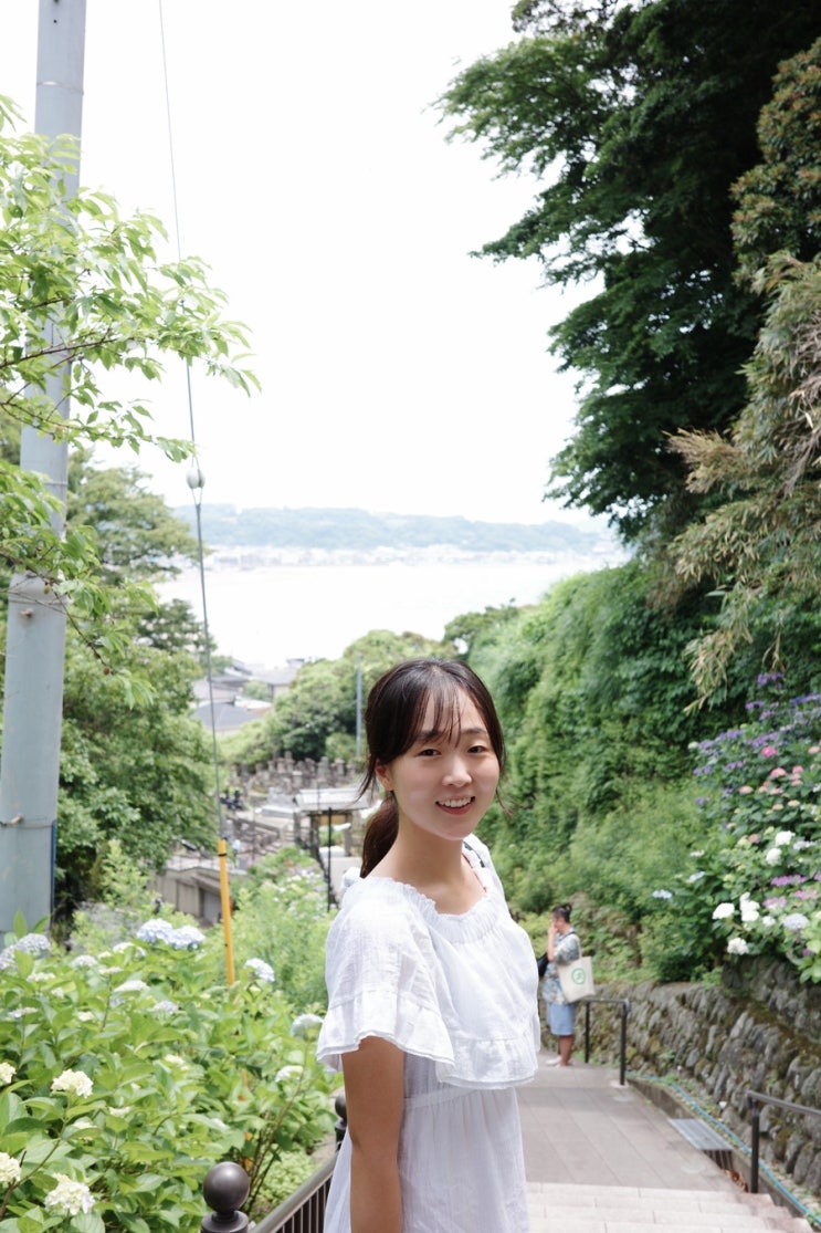  도쿄 수국 명소 찾아 도쿄 근교 여행 가마쿠라