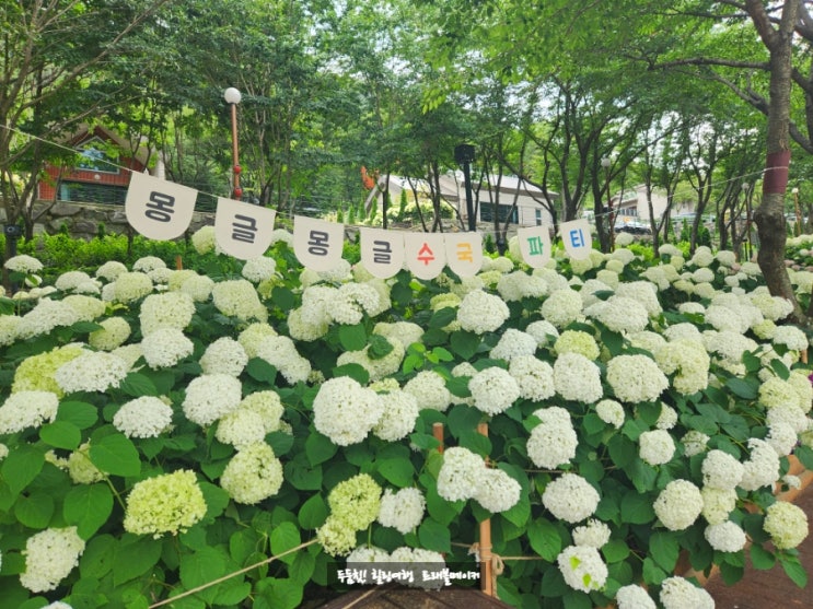  월아산 수국축제 진주정원박람회 초전공원 숲속의 진주여행