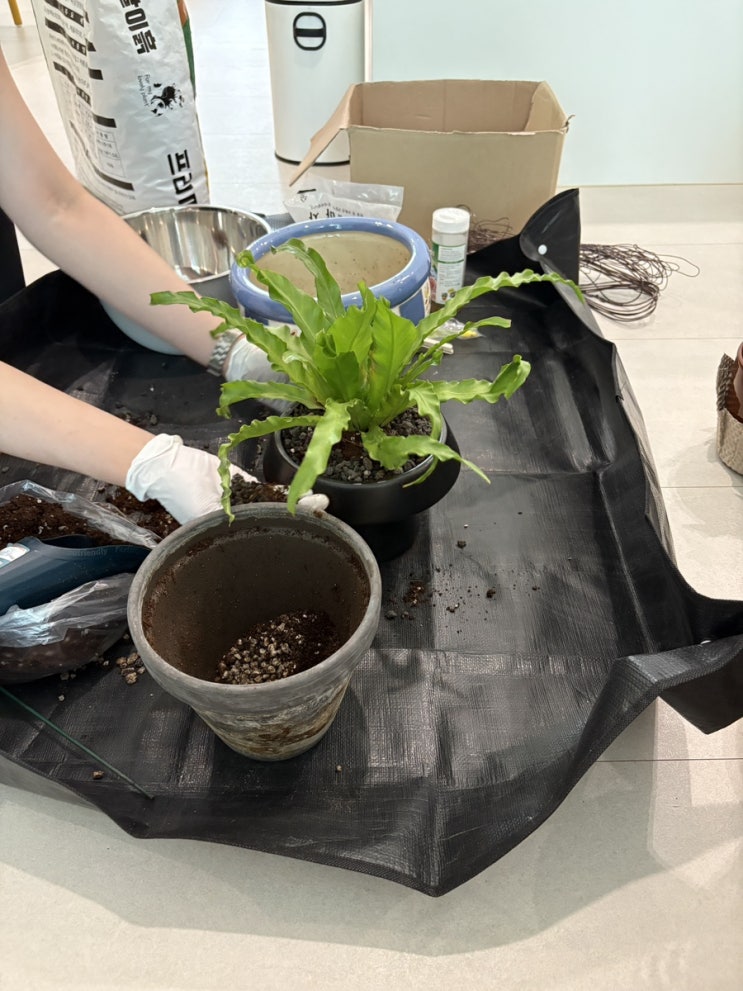  식물초보 식집사 첫 화분 분갈이